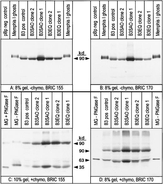 Fig. 3. Total protein expression and cell surface fractions are similar for B3, B3SAO, and B3EQ expressed in typical transfected K562 clones. / The same K562 cell samples expressing band 3 mutants that had been used for flow cytometric analysis (Table 1) were used for immunoblotting. The relative amount of band 3 expressed per packed cell volume was determined by scanning densitometry performed on 4 gels, 2 blotted with BRIC 155 (like blot A) and 2 blotted with BRIC 170 (like blot B). The surface fraction of the expressed band 3 proteins was determined by densitometric analysis of 3 gels blotted with BRIC 170 (like blot D) and the mean values of these results are shown in Table 2. Band 3 proteins expressed in K562 cells probably migrated faster than erythrocyte band 3 because of a difference in N-glycosylation. This is consistent with blot C, which shows that the 35-kd chymotrypsin fragment from K562 cells migrated faster than the glycosylated 35-kd fragment from RBCs but slower than the deglycosylated 35-kd chymotrypsin fragment from RBCs. The 63-kd chymotrypsin fragment from the 2 K562/B3EQ clones (and, to a lesser extent, the 2 K562/B3SAO clones) migrated as a double band probably because of a heterogenous posttranslational modification of the expressed protein. These unusual electrophoretic properties had previously been observed for several K562 clones expressing normal band 3.5 MG indicates Memphis I ghosts; −chymo, cells not pretreated with chymotrypsin; +chymo, cells pretreated with chymotrypsin; PNGase F, peptide-N4-(N-acetyl-β-glucosaminyl)-asparagine amidase F; pos, positive; neg, negative.