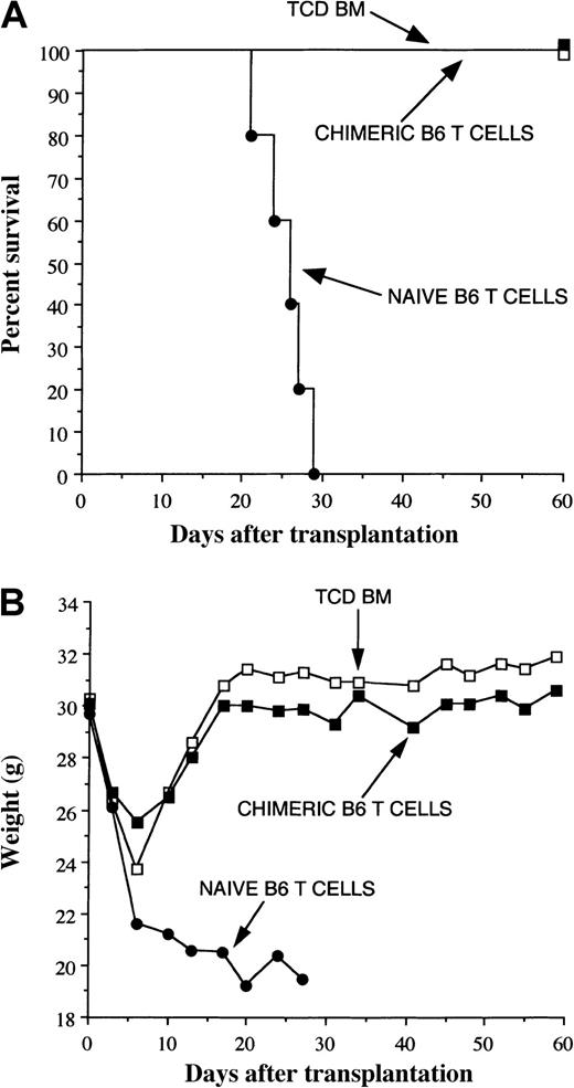 Fig. 5. Donor T cells from GCV-treated mice are tolerant of host alloantigens. / Irradiated AKR mice (850 cGy) were transplanted with TCD B6 BM plus 5 × 105 B6 TK+ T cells. Mice were then treated with GCV from days 4 to 13 after transplantation. Four weeks after BMT, mice were killed and pooled spleen cells from these animals were cotransplanted with normal TCD B6 BM into lethally irradiated (1100 cGy) AKR hosts (▪, n = 6). Control groups consisted of similarly conditioned mice transplanted with TCD B6 BM alone (■, n = 4) or TCD B6 BM plus 5 × 105 B6 naive T cells (●, n = 5). Survival is depicted in panel A and serial weights in panel B.