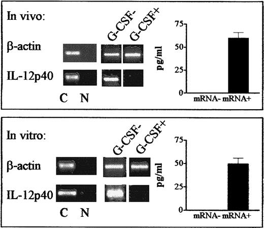 Fig. 6. Effect of G-CSF on production of IL-12 by DCs from donors. / Expression of the gene for the inducible IL-12p40 subunit and production of the bioactive IL-12p70 protein were determined in DCs differentiated from monocytes from healthy donors. Top panels (in vivo) show results when monocytes from G-CSF–treated donors were subjected to standard DC differentiation conditions and activated with CD40 ligand. Unlike control DCs (G-CSF−), DCs differentiated from monocytes treated in vivo with G-CSF– did not express the IL-12p40 gene (shown is one representative RT-PCR assay, left side). Bottom panels (in vitro) show results when normal monocytes were incubated in the presence of G-CSF for 24 hours, washed, and subjected to standard DC differentiation conditions. DCs differentiated from G-CSF–treated monocytes did not express the IL-12p40 gene (left side). ELISA analyses (right side of each panel) confirmed that IL-12p40 gene expression (mRNA+) correlated with actual production of bioactive IL-12. Values are mean ± SE levels of IL-12 protein production by all IL-12p40 mRNA+ samples in the in vivo (top) and in vitro (bottom) G-CSF treatment protocols. C indicates β-actin–specific or IL-12p40–specific control; and N, no DNA added to the amplification mix during PCR.