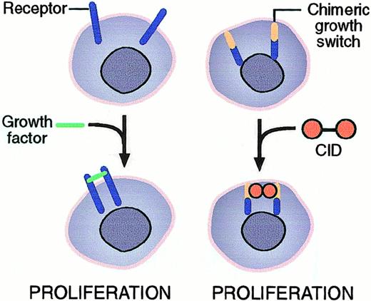 Fig. 1. Induction of dimerization by a CID. / A chimeric growth switch consisting of receptor sequences and a dimerization domain is activated on addition of a CID. The CID enforces dimerization by binding 2 dimerization domains on 2 neighboring molecules with a 1:2 stoichiometry. Dimerization causes signaling from the receptor sequences. The principle is the same for the coumermycin-GyrB system and the FK1012-FKBP system. The molecule shown also carries a myristylation domain derived from c-src for targeting to the inner cell membrane.