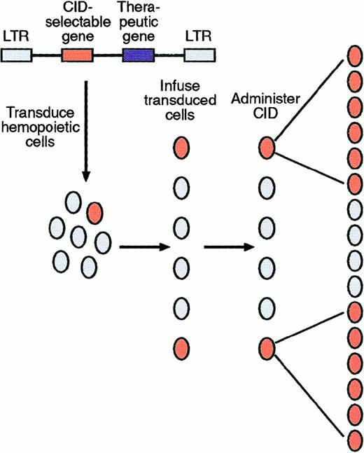 Fig. 2. In vivo selection of hemopoietic cells by using CID-selectable genes. / The vector encodes 2 genes, a therapeutic gene and a CID-selectable gene. After ex vivo transduction and reinfusion of hemopoietic stem cells, administering a CID in vivo signals a proliferative stimulus targeted exclusively to the transduced cell population, which then selectively expands.