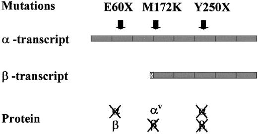 Fig. 3. Schematic representation of. / TFR2 structure in the 5′ region of the gene. Two transcripts, possibly resulting from the alternative splicing according to Kawabata et al,19 are shown. β-Transcript lacks exons 1 to 3 and has additional nucleotides at the 5′ end (dotted box) compared to the α-transcript. Position of the mutations is identified, and their possible effects on the proteins are shown. αV, variant with the amino acid change M172K.