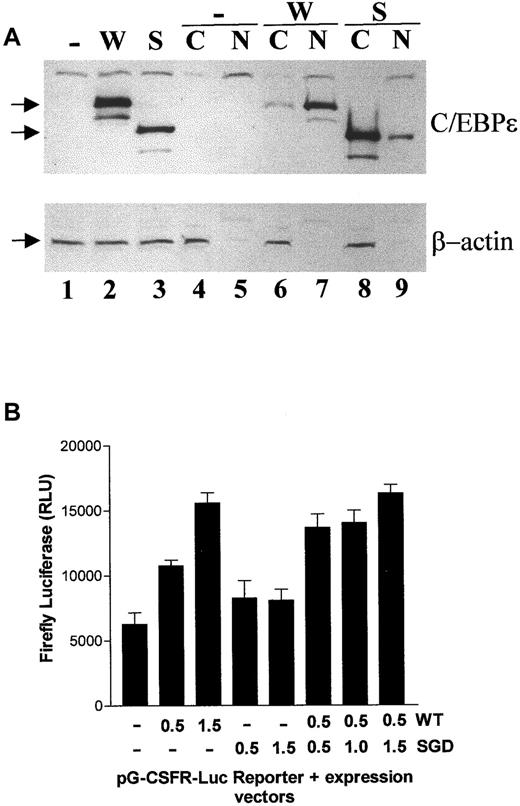 Fig. 3. Aberrant cellular localization and transcriptional activation by the mutant C/EBPε. / (A) Western blot analysis of whole cell lysates (lanes 1-3), cytoplasmic (C; lanes 4, 6, and 8), and nuclear (N; lanes 5, 7, and 9) fractions for C/EBPε and β-actin expression. The absence of the cytoplasmic protein β-actin in the nuclear fraction serves as a control for the experiment. The cells were transfected with expression vectors that were either empty (−) or encoded wild-type (W) or mutant (S) C/EBPε32 (32 and 24 kd, respectively). The arrows at the left of the panels indicate the positions of the proteins. (B) NIH3T3 cells were co-transfected with pG-CSFR-luciferase (firefly) and either empty (−), wild-type (WT), or mutant (SGD) C/EBPε32. Luciferase activity was measured and normalized to renilla luciferase used as a control for transfection efficiency. The experiment was performed twice in triplicate with results presented in relative light units (RLUs).