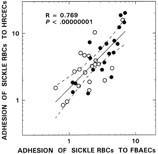 Fig. 4. Adhesion relationships between human retinal capillary and bovine aortic endothelial cells. / Red cells from 20 patients with SCD were compared for their adhesion to both HRCECs and FBAECs in the absence (○) and in the presence of plasma (●). The solid line represents the linear-regression fit to the data, and the dotted lines represent the 99% confidence interval curves. The R and Pvalues for the overall relationship, which included both basal and plasma-induced adhesion, are presented in the figure. SimilarR and P values were also noted when the basal and plasma-induced adhesion ratios from these 2 cell systems were analyzed separately (R = 0.652, P < .002 for basal and R = 0.812, P < .000 02 for plasma-induced adhesion).
