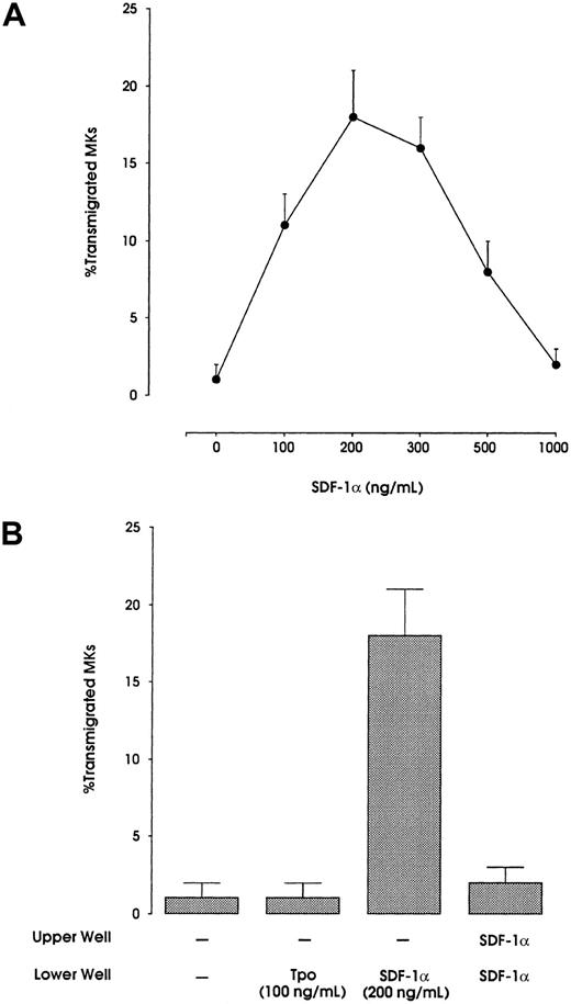Fig. 5. SDF-1α migration experiments of HPC-derived MKs at day 10 of cultures. / (A) Migration of MKs at different doses of SDF-1α. (Β) Migration of MKs under different stimuli: no addition; TPO (100 ng/mL) in the lower well; SDF-1α (200 ng/mL) in the lower well; and SDF-1α in both the upper and lower wells.