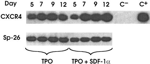 Fig. 7. CXCR4 mRNA expression during MK differentiation. / Representative results of CXCR4 mRNA expression analyzed by RT-PCR in HPCs after purification (97% CD34+) and during MK differentiation in the presence or absence of SDF-1α. Total RNA from CEM cell line and from UT-7 cell line was used as a positive (C+) and negative (C−) control, respectively. RT-PCR samples were normalized for Sp26.