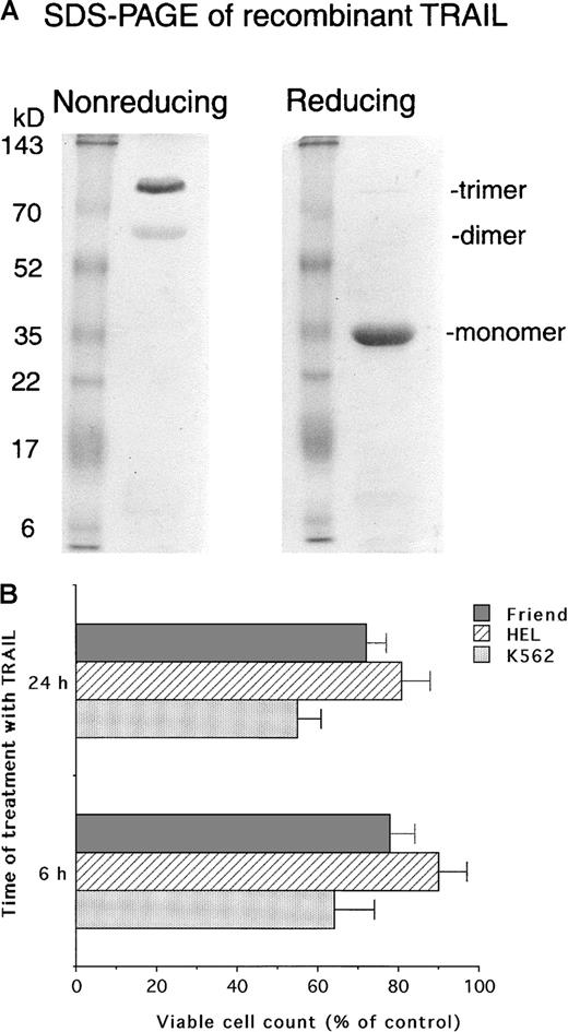 Fig. 1. Analysis of TRAIL protein. / (A) Silver staining of SDS-PAGE analysis of purified recombinant TRAIL, performed in reducing and nonreducing conditions. Sizes of the molecular mass markers are indicated in kilodaltons (kd) on the left. Sizes of TRAIL monomers, dimers, and trimers are indicated on the right. The gels shown are representative of 5 purification experiments. (B) Evaluation of the cytotoxic activity of human recombinant TRAIL (1 μg/mL) on erythroleukemic cell lines. Viable cells were counted by trypan blue dye exclusion at 6 and 24 hours after the addition of either TRAIL or His6-tag control peptide in culture. Data are expressed as percentage control (His6-tag peptide-treated) cells and represent the mean ± SD of 5 independent experiments performed in duplicate.