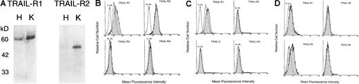 Fig. 7. Evaluation of the expression of TRAIL receptors. / (A) Membrane proteins were obtained from exponentially growing HEL (H) and K562 (K) cells. After SDS/PAGE, samples were immunoblotted by using polyclonal goat antibody directed toward TRAIL-R1 and TRAIL-R2. Sizes of the molecular mass markers are indicated in kilodaltons (kd) on the left. Surface expression of TRAIL-R1, -R2, -R3, and -R4 was evaluated by flow cytometry in K562 (B), HEL (C) cell lines, and primary normal erythroblasts (D) at 6 (HEL) and 18 (K562, primary normal erythroblasts) hours after IR. Shadowed histograms represent irradiated cells stained with anti–TRAIL-RI, -R2, -R3, and -R4 antibody. Unshadowed histograms represent nonirradiated (control) cells. Negative controls are represented by cells stained with isotype-matched irrelevant goat IgG (Irr. Ab). Representative results from 1 of 4 separate experiments are shown.