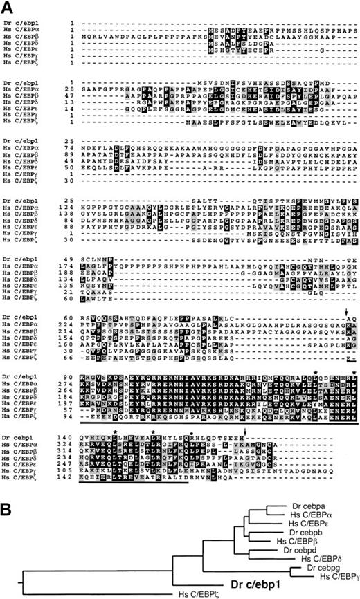 Fig. 1. Alignment and phylogenetic tree of c/ebp1with human C/EBP family members. / (A) Zebrafish (Dr) c/ebp1 was aligned with known human (Hs) C/EBP sequences using CLUSTAL within the GCG program (http://molbio.info.nih.gov/molbio/gcglite/). Black shading shows identities and gray shading shows conserved amino acid substitutions seen in at least 3 of 7 sequences. The leucines that make up the leucine zipper in c/ebp1 are marked with asterisks and the additional leucine present in the leucine zippers of C/EBPα, β, and δ is marked with a filled circle. The bZIP domain5 of c/ebp1 is underlined and the region encoded by the probe used to screen the zebrafish cDNA library is delineated with arrows. The GenBank accession number is AF306857. (B) A phylogenetic tree was generated from an alignment of the bZIP regions of the zebrafish (Dr) c/ebps and the human (Hs) C/EBPs using CLUSTAL within the DNAstar Megalign program.