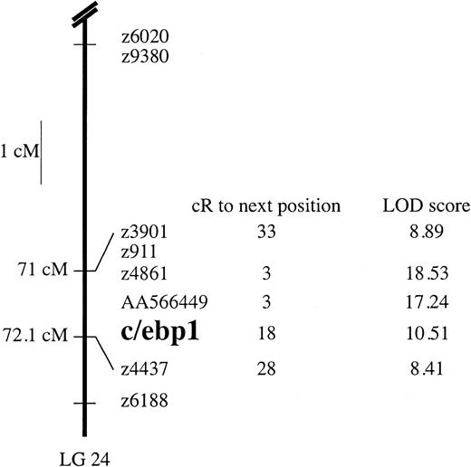 Fig. 2. Radiation hybrid mapping of c/ebp1. / The c/ebp1 gene was mapped using PCR primers to amplifyc/ebp1 from a 94-clone zebrafish-hamster radiation hybrid panel. The placement of c/ebp1 relative to other zebrafish markers is shown with the mapped position in centimorgans (cM) from the top of the linkage group, position in centirays (cR), and the LOD scores as shown.