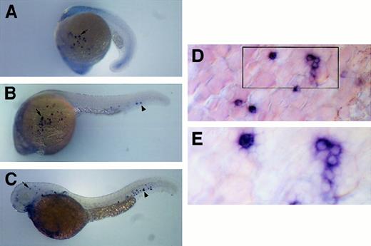 Fig. 3. Expression pattern of c/ebp1 in zebrafish embryos. / RNA in situ hybridization was performed with a digoxigenin-labeledc/ebp1 RNA antisense probe. (A) Lateral view of 20-somite embryo with arrow indicating c/ebp1-expressing cells overlying yolk sac. (B) Lateral view of 24-hpf embryo withc/ebp1-expressing cells on the yolk sac (arrow) and in the axial vein (arrowhead). (C) Lateral view of 2-dpf embryo withc/ebp1-expressing cells in the axial vein and surrounding mesenchyme (arrowhead) and in mesenchyme of the head (arrow). (D) Yolk sac at 20 × magnification in a 24-hpf embryo using a Microphot AX compound microscope. Boxed area is shown in higher magnification in panel E. (E) Yolk sac at 40 × magnification in a 24-hpf embryo using a Microphot AX compound microscope.