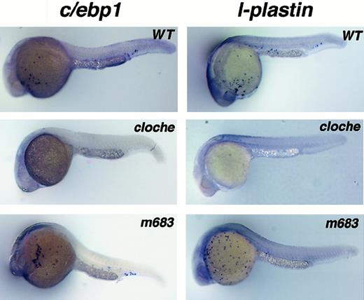 Fig. 5. Analysis of c/ebp1 and l-plastinexpression in hematopoietic mutant embryos. / RNA in situ hybridization with c/ebp1 andl-plastin RNA antisense probes using wild-type,cloche, and m683 embryos at 24 hpf. Stained cells are seen over the yolk sac in wild-type and m683 embryos. Individual sampled embryos have variable staining patterns with a single probe (either c/ebp1 or l-plastin) because the stained cells were freely flowing over the yolk sac and in the circulation before sacrifice and fixation of the embryos. Lack of staining using c/ebp1 or l-plastin probes was observed in 25% of the cloche embryos from at least 3 independent heterozygote in-crosses.