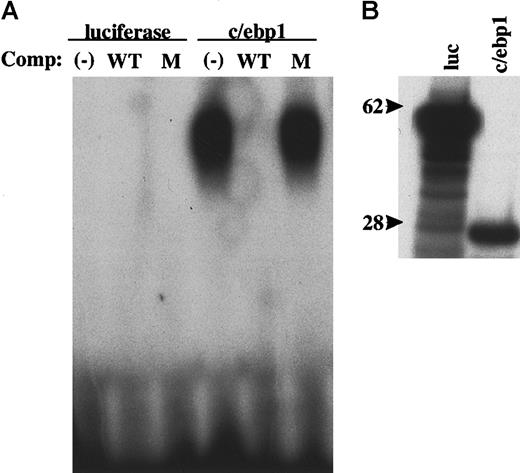 Fig. 6. DNA-binding ability of c/ebp1. / Electrophoretic mobility shift assay was performed using in vitro transcribed and translated proteins and a 32P-labeled C/EBP optimal binding site probe. (A) Unlabeled in vitro translation control protein (luciferase) or c/ebp1 was incubated with a32P-labeled C/EBP site probe and, where indicated, with 50-fold excess of unlabeled competitor self probe (WT) or mutant probe (M) and samples were then separated on a 4% TBE gel. The gel was dried and autoradiography was performed. (B) 35S-labeled in vitro translation control protein (luc) and c/ebp1 were separated on a 4% to 12% bis-tris gradient gel. The processed gel was then exposed to film for autoradiography. Size markers of 62 kd and 28 kd are indicated.