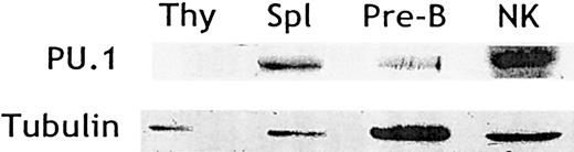 Fig. 1. NK cells express PU.1. / Cell lysates were generated from thymocytes, splenocytes, pre-B cells (cell line 18.81), and purified splenic IL-2–activated NK cells. Protein extracts were resolved by SDS-PAGE and probed by Western blotting with an affinity-purified anti-PU.1 antibody. Blots were stripped and reprobed with antitubulin antibody to control for sample loading.