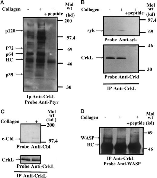 Fig. 1. CrkL is associated with WASP and syk. / (A-D) Aliquots of platelets were treated with collagen 50 μg/mL or buffer for 5 minutes and then were lysed in detergent buffer, as described in “Materials and methods.” CrkL was purified from the soluble extracts by immunoprecipitation (IP), and the denatured samples were divided into 4 equal aliquots. The immunizing peptide (30 μg/mL) was added during precipitation, as indicated. Replicate samples (with or without collagen treatment and with or without the immunizing peptide) were separated by 7.5% to 15% SDS-PAGE, transferred to nitrocellulose membrane, and immunoblotted with either 4G10 total phosphotyrosine antibody (A), anti-CrkL (B, lower panel), anti-syk (B, upper panel) anti-c-Cbl (C), or anti-WASP (D).