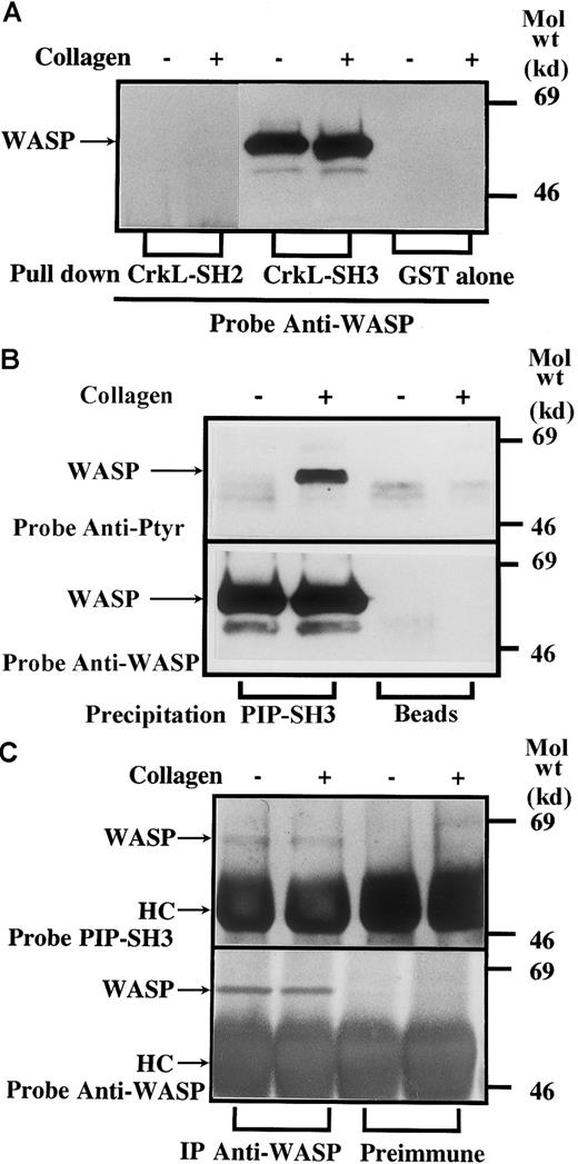 Fig. 2. SH3 domains of CrkL and PSTPIP1 bind to WASP in vitro. / (A) Platelet lysates prepared with or without collagen stimulation were subjected to GST-CrkL pull-down assay. Precipitates eluted from glutathione Sepharose, which had immobilized GST, GST-CrkL-SH2, or GST-SH3 (the amino terminal SH3), were examined for the presence of CrkL. (B) The same as in panel A, except that GST-SH3 domain of PSTPIP1 or beads alone were used. (C) Direct binding of PSTPIP1 to immobilized WASP. Platelet lysates prepared before and after stimulation with collagen were divided in half. Anti-WASP or preimmune serum was added. Precipitates were then divided in half, separated by 7.5% to 15% SDS-PAGE, and transferred to nitrocellulose membrane. Membranes were probed with the GST-SH3 domain of PSTPIP1 or with anti-WASP. To detect the membrane-bound GST fusion proteins, membranes were further probed with anti-GST. HC indicates heavy chains of antibodies.