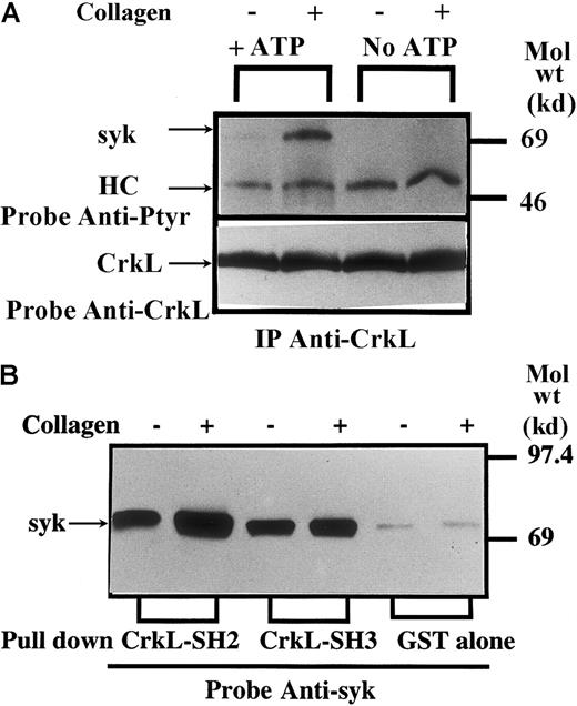 Fig. 3. CrkL is associated with kinase active syk. / (A) Platelets were treated with collagen or buffer for 5 minutes. CrkL was purified from the soluble extracts by immunoprecipitation as described above. Immune complexes were incubated in kinase buffer with or without 1 mM ATP for 30 minutes. Tyrosine phosphorylation was then examined by immunoblotting with 4G10. (B) Both SH2 and amino terminal SH3 domains of CrkL are involved in the association of CrkL with syk in vitro. The procedures are the same as in Figure 2A, except that anti-syk monoclonal antibody is used to detect syk in the precipitates.