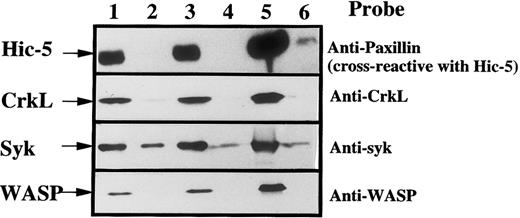 Fig. 4. Association of WASP, CrkL, Hic-5, and syk with the Triton X-100 insoluble residue. / Platelets were lysed with Triton X-100–EGTA buffer before or after stimulation with thrombin (1 U/mL), with or without stirring. Lysates were separated by high-speed centrifugation into soluble and insoluble residues. Proteins from each fraction were separated by 10% SDS-PAGE and immunoblotted with anti-WASP, anti-CrkL, anti-paxillin (cross-reactive with Hic-5), or anti-syk antibodies as indicated. Lane 1, Triton X-100 soluble residue of resting cells (7.5 × 106 cells). Lane 2, Triton X-100 soluble residue of cells (7.5 × 106 cells) prepared 10 minutes after exposure to thrombin (1 U/mL) with stirring. Lane 3, Triton X-100 soluble residue of cells (7.5 × 106 cells), prepared 10 minutes after exposure to thrombin (1 U/mL) without stirring to prevent aggregation. Lane 4, Triton X-100 insoluble residue of resting cells (3.0 × 107 cells). Lane 5, Triton X-100 insoluble residue from 3.0 × 107 cells, prepared 10 minutes after exposure to thrombin (1 U/mL) with stirring. Lane 6, Triton X-100 insoluble residue from 3.0 × 107 cells, prepared 10 minutes after exposure to thrombin (1 U/mL) without stirring.