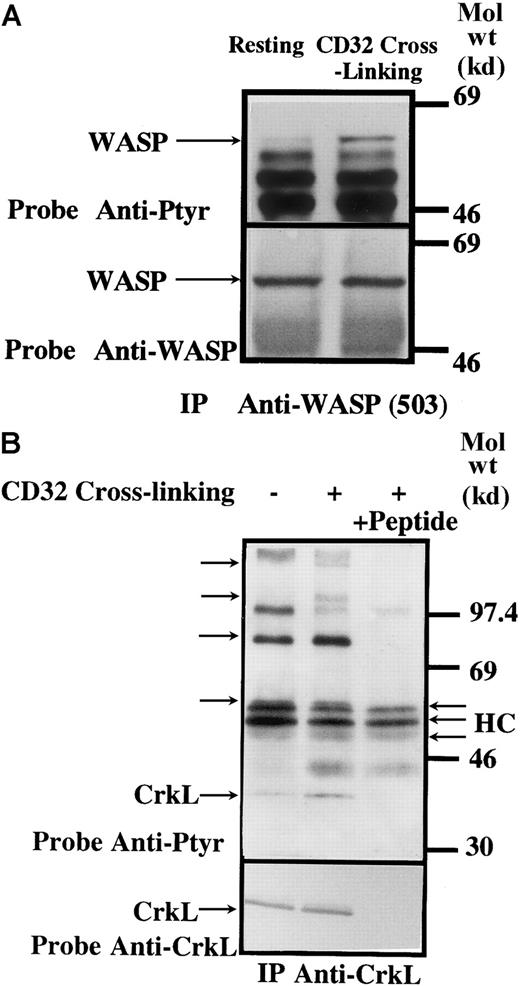 Fig. 5. Influence of CD32 cross-linking on WASP and CrkL phosphorylation modulated by PI 3-kinase. / Anti-CD32 (3 μg/mL) was added to platelet suspensions for 10 minutes, followed by the addition of (Fab')2 goat antimouse IgG (30 μg/mL) for 5 minutes, as indicated. WASP (A) or CrkL (B) were purified from the soluble extracts by immunoprecipitation as described above, then immunoblotted with 4G10 (top panels) and anti-WASP or anti-CrkL (bottom panels). In panel B, the CrkL immunizing peptide (30 μg/mL) was added during precipitation as indicated. Arrows indicate bands of interest; HC, heavy chains of antibodies.