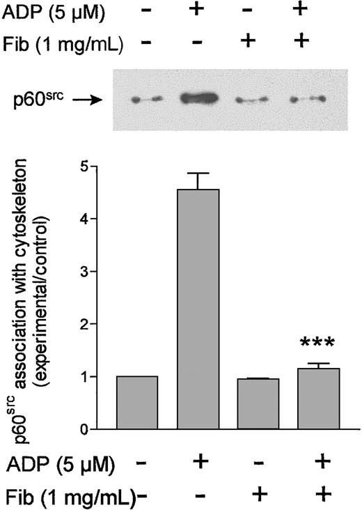 Fig. 8. Fibrinogen inhibits ADP-evoked cytoskeletal association of p60src. / Dimethyl BAPTA-loaded human platelets were stimulated for 3 minutes with no addition or with ADP (5 μg/mL) in the absence or presence of fibrinogen (1 mg/mL) and then lysed with a Triton X-100 buffer and centrifuged to separate the detergent-insoluble fraction. These samples were subjected to SDS–PAGE and analyzed by Western blotting with the specific anti-p60src antibody GD11, as described in “Materials and methods.” Bands were revealed using chemiluminescence and were quantified by scanning densitometry. (Top) Results from a representative experiment. (arrow) Position of p60src. (Bottom) Data are means ± SE of 4 independent experiments and are expressed as -fold increases over the resting levels (experimental/control).