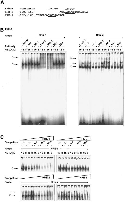 Fig. 1. Binding of USF-2a to the rat PAI-1 HREs. / (A) Oligonucleotides. The E-box consensus sequence CACGTG and the sense strands of the rat PAI-1 promoter sequence oligonucleotides containing HRE-2 and HRE-1 are shown. Bases matching the consensus sequences are underlined. (B) EMSA. The 32P-labeled PAI-1 HRE-1 (−182/−166) (left panel) and HRE-2 (−168/−152) (right panel) oligonucleotides were incubated with either 10 μg protein of nuclear extracts from normoxic (16% O2) or hypoxic (8% O2) cells as indicated (see “Materials and methods”). In EMSA with antibodies the nuclear extracts were preincubated with 1 μL preimmune serum, the USF-1, USF-2, Myc, Max, or SP-1 antibodies for 2 hours at 4°C before adding the labeled probe. The DNA protein binding was analyzed by electrophoresis on 5% native polyacrylamide gels. (C) EMSA competition assays. The 32P-labeled HRE-1 or HRE-2 oligonucleotide was incubated with nuclear extracts as in panel B. For competition, increasing concentrations, as indicated, of nonlabeled HRE-1 or HRE-2 oligonucleotides were added. C indicates constitutive complex; I, induced HIF-1 complex; S, supershifted USF complex.