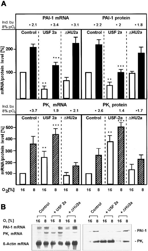 Fig. 2. Inhibition of PAI-1 and induction of PKLmRNA and protein expression by overexpression of USF-2a under both normoxia and mild hypoxia. / Hepatocytes transfected either with 8 μg USF-2a or ΔHU2a expression vectors or the control vector pCMV were cultured for 24 hours under arterial pO2. At 24 hours the medium was changed and cells were further cultured for the next 24 hours under normoxic (16% O2) or hypoxic (8% O2) conditions. (A, left panels) The PAI-1 and PKL mRNA levels were measured by Northern blotting (see panel B). The mRNA level under normoxia (16% O2) was set equal to 100%. (A, right panels) The PAI-1 and PKL protein levels were measured by Western blotting (see panel B). The protein level under normoxia (16% O2) was set equal to 100%. The fold induction by 8% PO2 was calculated in each series to the corresponding 16% values of PAI-1 and PKL mRNA and protein and is indicated above. (B) Representative Northern and Western blot. For Northern analysis, 15 μg total RNA prepared from the cultured hepatocytes was hybridized to DIG-labeled PAI-1, PKL, and β-actin antisense RNA probes (see “Materials and methods”). A total of 50 μg of protein from the medium or of the cultured hepatocytes was subjected to Western analysis with an antibody against rat PAI-1 or rat PKL (see “Materials and methods”). Autoradiographic signals were obtained by chemiluminescence and scanned by videodensitometry. Values are means ± SEM of 3 independent culture experiments. Statistics, Student t test for paired values: *, significant difference 16% O2 versus 8% O2; **, significant difference 16% O2 + USF-2a versus 16% O2 + pCMV (control); ***, significant difference 8% O2 + USF-2a versus 8% O2 + pCMV (control); P < .05. ΔHU2a, USF-2 mutant lacking the second helix of the HLH domain.23