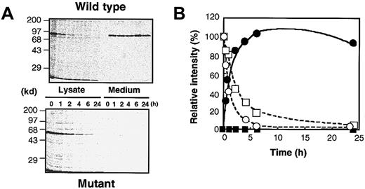Fig. 6. Pulse-chase experiments for rXIIIBs. / Experiments were carried out identically to those in Figure 5, except that radiolabeled samples were taken at various time intervals and electrophoresed under reducing conditions (A). The intensity of the band for cell lysates harvested at 0 hour was defined as 100%, and the relative intensity of each band was plotted (B). Open and closed circles show cell lysates and culture media of the wild type, respectively. Open and closed squares depict cell lysates and culture media of the delG mutant, respectively.