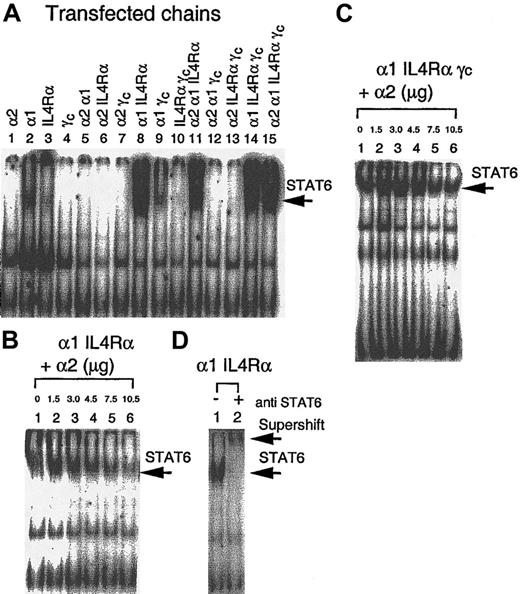 Fig. 6. Modulation of STAT6 activation by IL-13 and the IL-13Rα2 chain. / CHO-K1 cells were transfected with various receptor chains and incubated with IL-13 for 10 minutes, solubilized with cold whole-cell extraction buffer, and 50 μg sample protein was incubated for 20 minutes with 1 ng 32P-labeled SBE1 probe in binding buffer. DNA-protein interaction was analyzed by SDS-PAGE analysis (A). CHO-K1 cells were transfected with increasing amounts (0 to 10.5 μg) of IL-13Rα2 cDNA along with fixed amounts of DNA for α1 IL4Rα (6 μg) chains (B) or α1 IL4Rαγc (C). For supershift assay, protein extract from α1 IL4Rα–transfected CHO-K1 cells was incubated with antihuman STAT6 rabbit polyclonal immunoglobulin G before electrophoresis (D).