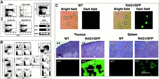 Fig. 1. Expression of RAG1/GFP signal in the peripheral lymphoid organs. / (A) Flow cytometric analysis of the GFP expression in B220+cells of the spleen, Peyer patch, axillary LN, and mesenteric LN of heterozygous rag1/gfp knockin mouse (left). Five percent of splenic B cells expressing the highest level of GFP are shown in the gated area on the left of panel A. Next, splenic B220+ B cells were separated into GFP−, GFPlow, and GFPhigh populations by cell sorter using gates shown in the left panel. The RNA isolated from each cell population was used for reverse transcriptase–PCR (RT-PCR) with gene specific primers for RAG1, GFP, and HPRT, respectively (right). Only the GFPhighB cells showed rag1 mRNA. (B) Flow cytometric analysis of the splenic B cells. GFP signal was compared in B220+ cell fractions further separated by staining with sIgM (G1, G2, G3, and G4), CD43 (G5 and G6), and HSA+ (G7 and G8). GFP signals in splenic B cells were also analyzed in different fractions stained with sIgM+ and sIgD+ (T1, T2, and M). For regions G1 to G8, the vertical bars to the right of each histogram show the percentage of B220+ cells represented by each gate that were GFP+. (C) Fluorescence microscopy analysis of GFP signal. The upper panels show GFP signals of purified splenic cells sorted with B220+ from WT or RAG1/GFP knockin mice. The middle panels show tissue sections from thymus and spleen of WT or RAG1/GFP mice analyzed for GFP expression. The bottom panels show the same sections stained with H&E (middle panels). Original magnification, 100 ×.