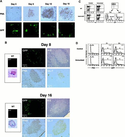 Fig. 2. Localization of RAG1/GFP signal after immunization with TD-Ags in rag1/gfp knockin mice. / (A) Site of RAG1 expression in the spleen. GFP signal under confocal laser microscopy was compared to the immunohistochemical analysis of the GC area of the spleen after immunization with SRBCs. SRBCs were injected into the peritoneal cavity of heterozygous rag1/gfpknockin mice (9 weeks old). On days 0, 5, 10, and 15 after immunization, spleens were obtained and processed as described in “Materials and methods.” GFP signal (green) was examined under laser microscopy. The same section was then stained with biotinylated-PNA followed by streptavidin-HRP with DAB staining (brown). Original magnification, 100 ×. (B) Site of RAG1 expression in lymph nodes. Sizes of GCs and localization of GFP signals were compared on the same or serial sections of lymph nodes 8 or 16 days after Ag immunization. NP-CGG (20 μg) in CFA was injected into foot pads of rag1/gfp knockin mice (6 weeks old), and cryosections were prepared from popliteal lymph nodes after 8 and 16 days. First, GFP signal was analyzed using laser microscopy. Then the same section was stained with H&E, and serial sections were analyzed using biotinylated-PNA or rat anti–GL-7 mAb, respectively. Expression of PNA and GL-7 was visualized with DAB staining using streptavidin-HRP (brown). More than 50 GCs from spleens and lymph nodes were observed after immunization with TD-Ags, but none of the GCs showed positive GFP signals within the GC area when analyzed as shown in this figure. (C) Flow cytometric analysis of GFP expression in the spleen. Heterozygousrag1/gfp knockin mice (9 weeks old) and WT mice were immunized with TD-Ags, and the spleen cells were examined after surface staining for B220 and Fas. GFP signal was compared in B220+Fas+ cells before and after the immunization. (D) Flow cytometric analysis of GFP signal in the large cells after immunization (15 days). Heterozygous rag1/gfpknockin mice (9 weeks old) were untreated or immunized with TD-Ags, and splenic B220+ B cells were gated using forward scatter (FSC) to separate R1 (small cell) and R2 (large cell) populations. For comparison, the GFP signal for the RAG1/GFP splenocytes was superimposed over the contour of wild-type splenocytes.
