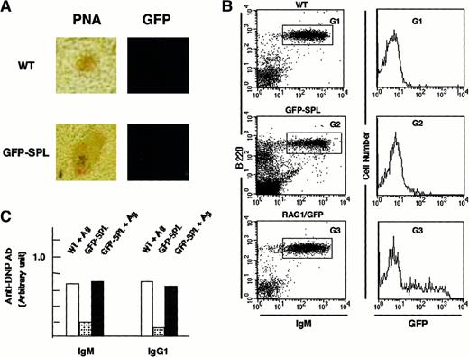 Fig. 3. Reconstitution of rag1+/gfp+ spleen cells into rag1 knockout mice. / (A) Site of RAG1 expression in the reconstituted mice. Inducibility of RAG1/GFP signal was examined by confocal laser microscopy and flow cytometry with heterozygous rag1+/gfp+spleen cells (9-week-old mice) reconstituted into rag1knockout mice. Ten million splenocytes from heterozygousrag1/gfp knockin mice were injected into rag1knockout mice intravenously. These mice were identified as GFP-SPL. After 14 days, mature lymphocytes resided in the peripheral lymphoid organs of GFP-SPL reconstituted rag1 knockout mice. These reconstituted mice were then used for intraperitoneal Ag immunization with DNP-KLH (100 μg) in CFA. The fluorescence signal was compared with PNA staining on an adjacent serial section for WT and GFP-SPL mice. Original magnification, 100 ×. (B) Flow cytometric analysis of GFP signal. On days 8 and 16, spleen cells from WT, GFP-SPL, and RAG1/GFP mice were characterized by flow cytometry using PE–anti-B220 mAb and biotinylated–-IgM mAb plus streptavidin-R670. Representative results on day 16 after Ag immunization are shown. GFP fluorescence in B220+ sIgM+ fractions of WT (G1), GFP-SPL (G2), and RAG1/GFP nonimmunized control (G3) are compared in the histogram. (C) Immune response to TD-Ag. Serum samples were also kept and examined using an ELISA method that detected Ag-specific Ab of IgM and IgG1 classes. GFP-SPL mice with or without Ag immunization showed the Ag-specific response.