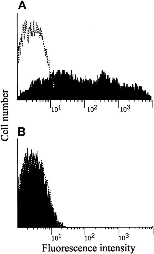 Fig. 3. Cell surface IL-12Rβ1 chain expression in HEKC293 cells transfected with wild-type and mutated IL-12Rβ1 genes. / An expression vector carrying the wild-type (A) or mutated (B) IL-12Rβ1 chain–encoding gene was transfected into HEKC293 cells. Transfected HEKC293 cells were selected with hygromycin, stained with a monoclonal antibody against IL-12Rβ1 chain (black) or a control IgG-1 monoclonal antibody 0.5β (white), stained with an FITC-labeled, goat-antimouse IgG, and subjected to flow cytometry.