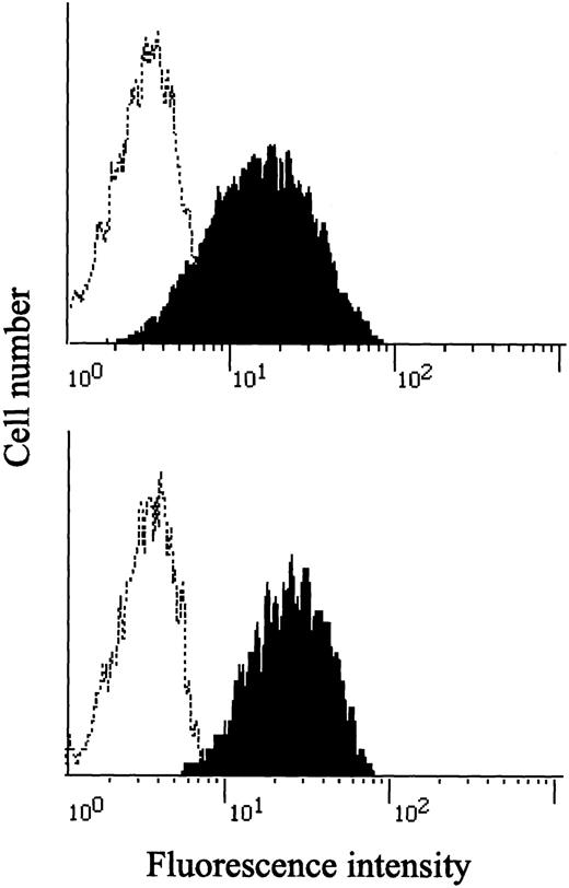 Fig. 6. Expression of IL-12Rβ1 chains in PHA-PBMC from 2 persons carrying the Q214R substitution. / PHA-PBMCs from 2 healthy Japanese persons who were homozygous for the Q214R substitution were examined for the presence of cell surface IL-12Rβ1 chains, as described in the legend to Figure 1. Note that both fully expressed IL-12Rβ1 chains on their surfaces.