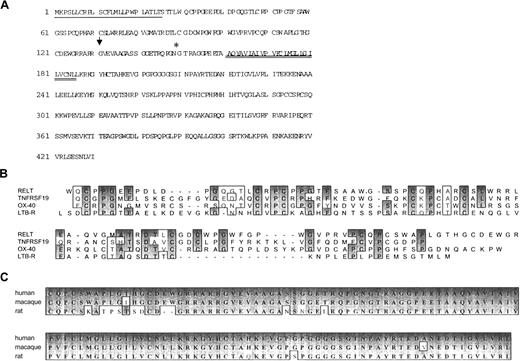 Fig. 1. Sequence analysis of RELT. / (A) Amino acid sequence of RELT. Single underline is signal peptide, double underline is location of transmembrane region as determined by hydrophilicity analysis. Arrow indicates potential proteolytic cleavage site. Asterisk indicates potential N-glycosylation site. Sequence analysis was performed with MacVector 6.5. (B) Amino acid alignment of the cysteine-rich extracellular domains of RELT with the cysteine-rich domain of other members of the TNFR superfamily. Dark gray indicates identical amino acid, and light gray indicates similar amino acid homologies. Amino acid alignment was performed with ClustaW. (C) Alignment of human RELT with the putative rat RELT derived from a partial EST sequence and full-length macaque sequence. GenBank Accession numbers AI071067, AB046039, and AF319553 are for rat, macaque, and human sequences, respectively.