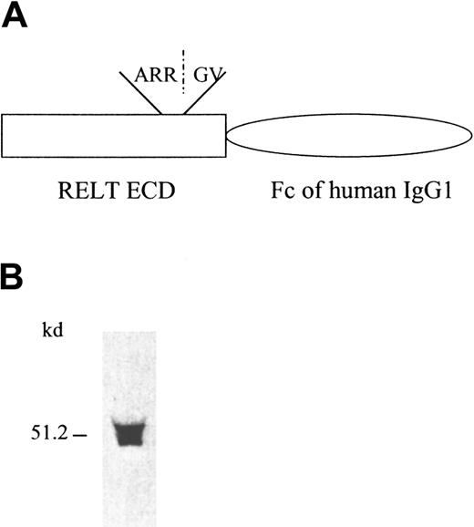 Fig. 2. RELT-hFc fusion protein and its expression. / (A) Diagram of RELT-hFc fusion protein construct. ECD is the extracellular domain of RELT that is linked to the Fc portion of hIgG1. ARR/GV is the amino acid sequence of the proposed cleavage site for the truncated form of the soluble protein. (B) Western blot analysis of recombinant RELT-hFc fusion protein from transfected 293 supernatant. After SDS-PAGE and transfer to nitrocellulose filter paper, fusion protein was detected with a goat antihuman Fc specific HRP-conjugated polyclonal antibody.