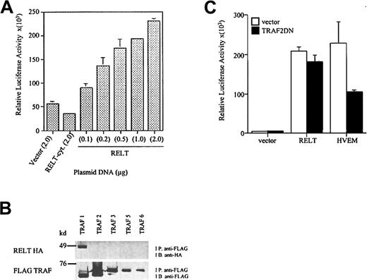 Fig. 4. RELT is able to activate NF-κB and binds TRAF1. / (A) Activation of NF-κB by RELT. The 293 cells were transfected with increasing doses of RELT, starting at 0.1 μg, 0.2 μg, 0.5 μg, 1.0 μg, and 2.0 μg of DNA. Vector and RELT cytoplasmic domain deletion mutant (RELT-cyt) were used at a concentration of 2.0 μg. All wells were transfected with 0.5 μg κB-Luc and 0.5 μg TK-βgal. The total amount of DNA transfected in all wells was 3 μg. All values are normalized to β-gal activity. The experiment is representative of 3 experiments. (B) RELT binds TRAF1. The 293 cells were transfected with 5 μg RELT-HA and 5 μg of either FLAG TRAF 1, 2, 3, 5, or 6. Cell lysates were immunoprecipitated (I.P.) with anti-FLAG beads, separated by SDS-PAGE, transferred to nitrocellulose, and immunoblotted (I.B.) with anti-HA HRP. Blots were then stripped and re-probed with anti-FLAG M2 to detect the presence of tagged proteins. (C) Activation of NF-κB by RELT is not inhibited by a dominant-negative form of TRAF2. The 293T cells were transfected with a total of 3 μg DNA. All wells were transfected with 0.25 μg κB-luc and 0.25 μg TK-βgal. Cells were also transfected with 2 μg of either vector, RELT, or HVEM and 0.5 μg TRAF2DN or vector. Transfections were performed in duplicates, and this experiment is representative of 2 experiments.