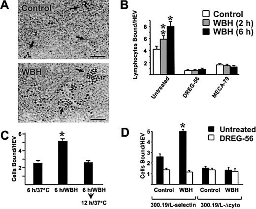 Fig. 3. Fever-range WBH augments the ability of PLN HEV to support L-selectin–dependent lymphocyte adhesion. / (A) PLN from BALB/c mice treated for 6 hours with WBH (core temperature, 39.8 ± 0.2°C) and normothermic controls (36.9 ± 0.2°C) were used in frozen-section adhesion assays. Arrows indicate HEV structures containing darkly stained adherent human PBL indicator cells; bar indicates 50 μm. (B) Quantification of human PBL adhesion to PLN HEV from normothermic mice and from mice treated for 2 or 6 hours with WBH. Before assay, PBL or PLN tissue sections were incubated for 30 minutes with the indicated function-inhibiting mAb. * indicates P < .0008; **, P < .02. (C) Treatment groups included normothermic controls, mice treated for 6 hours with WBH, and mice treated for 6 hours with WBH and then maintained at room temperature for an additional 12 hours to allow core temperatures to return to normal (37.0 ± 0.2°C). PLN were removed and used in frozen-section adhesion assays to evaluate human PBL adhesion to HEV. * indicates P < .002. (D) Adhesion of murine 300.19/L-selectin transfectants and 300.19/L-Δcyto cells was evaluated in frozen sections of LN HEV from normothermic mice and mice treated with WBH for 6 hours. * indicates P < .0007. The differences between HEV adhesion in PLN from normothermic mice and WBH-treated mice were significant by unpaired 2-tailed Student ttest.