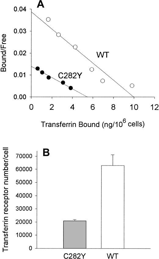 Fig. 4. Tf binding sites and TfR number in C282Y and WT cells. / (A) Scatchard analysis shows that C282Y cells display fewer Tf binding sites than WT cells. Binding studies were performed at 4°C on intact cells. (B) TfR number is decreased on C282Y cells. TfR density on cells was determined by 125I-Tf binding. Bars represent the mean ± SE from 3 separate experiments.