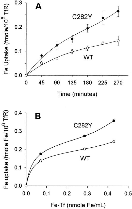 Fig. 6. Iron uptake per TfR is greater in C282Y cells than in WT cells. / (A) Iron uptake over time is increased in C282Y cells. Cells (106/mL) were incubated with 59Fe-Tf (143 pmol Fe/mL) in fresh medium containing 1% FCS. 59Fe uptake by cells was determined at the times shown. Values shown represent means ± SE (n = 3). (B) Iron uptake over a range of exogenous Fe-Tf concentrations is increased in C282Y cells. 59Fe uptake was measured over a 270-minute incubation. A representative experiment is shown. In all experiments, cell-surface TfR expression was determined by 125I-Tf binding assay at the start of59Fe uptake.