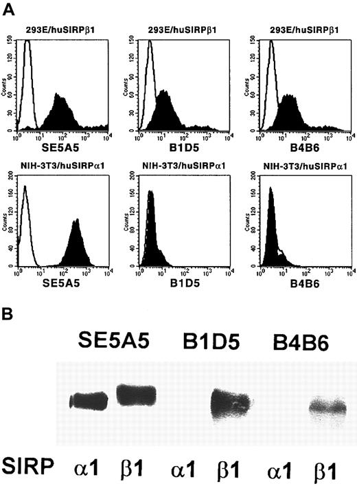 Fig. 2. Specificity of MoAbs B1D5 and B4B6. / (A) 293E/huSIRPβ1 and NIH/3T3/huSIRPα1 cells were immunolabeled with MoAbs SE5A5, B1D5, and B4B6 and stained with PE-conjugated goat antimouse IgG1 or IgG2a antiserum (filled histograms). Nonbinding IgG1 and IgG2a antibodies were used as negative controls (black lines). Cells were analyzed on a FACSCalibur flow cytometer (n = 3). (B) Recombinant SIRPα1ex and SIRPβ1ex protein was immunoprecipitated with MoAbs SE5A5, B1D5, and B4B6. Precipitated protein was separated by 12% SDS-PAGE and immunoblotted with a polyclonal antibody against SIRP (n = 3).