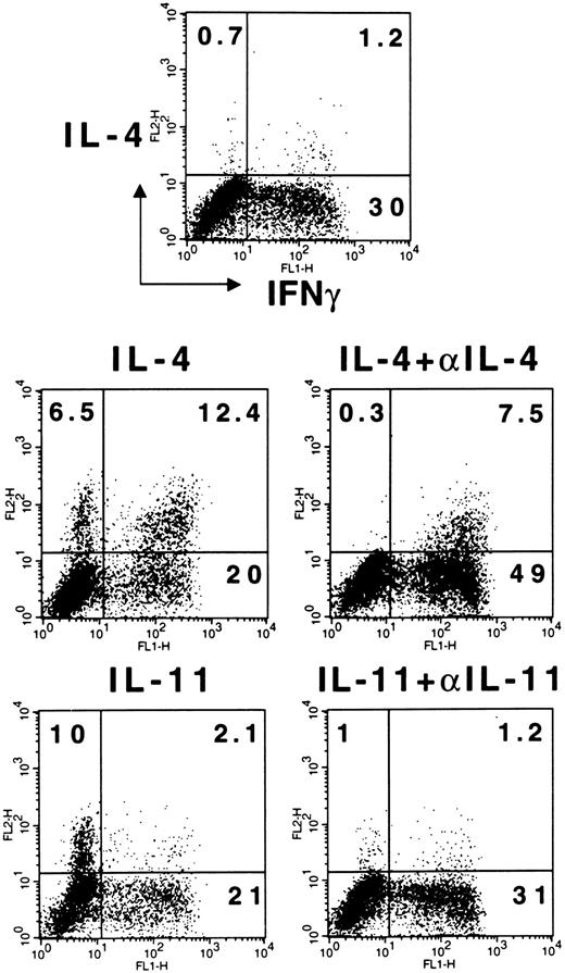 Fig. 4. IL-11 directs Th2 polarization by increasing IL-4 and decreasing IFN-γ+ cells. / Highly purified CD4+CD45RA+ naive T cells were stimulated with plate-coated anti-CD3 and soluble anti-CD28 MoAbs in the presence or the absence of IL-11 or IL-4. In neutralization experiments, specific anti–IL-11 or anti–IL-4 antibodies or isotype controls were added to the culture. After 6 days of culture, T cells were transferred to uncoated plates and expanded with recombinant human IL-2 for 7 to 8 days. T cells were then stimulated with PMA and ionomycin and stained for intracellular cytokine content. IL-4+ cells were increased by the addition of IL-11 from a mean value of 2% to 12% (n = 3; P < .05), whereas IFN-γ+ cells diminished from 30% to 21% (n = 3;P < .05). Addition of anti-IL-11 antibodies reversed the results. When IL-11 was replaced by IL-4, a similar pattern of Th2 polarization was observed. An experiment representative of 3 is shown here.