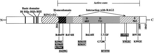 Fig. 1. Structure of the human RAG1 protein and localization of missense mutations causing OS. / Mutations are from Villa and colleagues38 (black on gray), Wada and coworkers39 (white on black), and this report (black on white). All the mutations are located within the active core (amino acids 384-1009) of the protein and some of them involve the homeodomain or one of the RAG2 interaction domains.49 Many of the mutations map close to the 3 acidic residues (DDE) defining the catalytic site of RAG1.