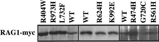 Fig. 2. Western blot analysis of RAG1 mutants. / The wt and RAG1 mutants were expressed in 293T cells and revealed by Western blot using an anti-myc antibody.