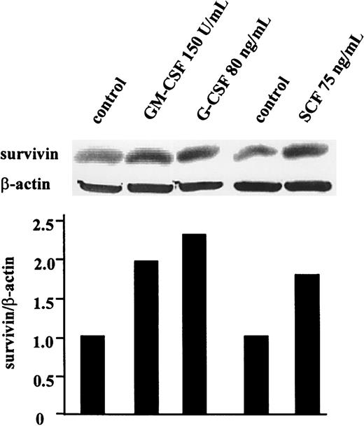 Fig. 2. Cytokines stimulate survivin protein expression in OCI-AML3 cells. / Cells were cultured in serum-free RPMI 1640 medium with GM-CSF (150 U/mL), G-CSF (80 ng/mL), or SCF (75 ng/mL). After 48 hours, cells were lysed, and survivin levels were compared with those in untreated cells by Western blot analysis.
