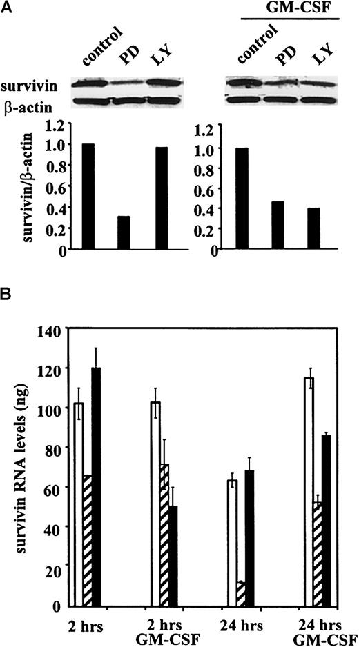 Fig. 5. Regulation of survivin expression in OCI-AML3 cells by MEK and PI3K inhibitors. / (A) Western blot shows survivin protein expression in cells treated with 20 μM PD98059 (PD) or 10 μM LY294002 (LY) for 48 hours without or with GM-CSF (100 U/mL). Results of 1 of 3 independent experiments are shown. (B) Quantitative RT-PCR demonstrates the regulation of survivin mRNA expression in response to the inhibitors at 2 and 24 hours (Taqman PCR; see “Materials and methods”). ■ indicates control; ▨, PD; and ▪, LY.