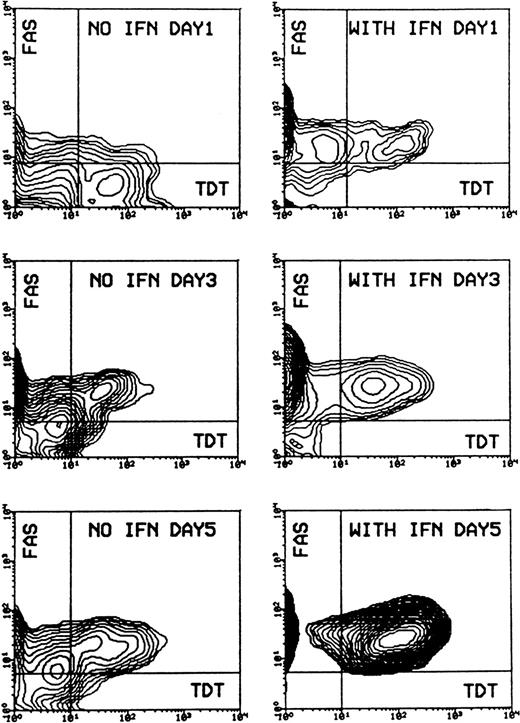 Fig. 1. Induction of apoptosis and expression of CD95 (FAS/APO-1) receptor in Daudi cells in the absence or presence of IFN-α. / Cells were incubated without or with 200 U/mL IFN-α for 1, 3, and 5 days. Cells were then subjected to double staining for Tdt-mediated dUTP-biotin nick-end labeling (TUNEL) and CD95 expression and flow cytometry analysis. The population of TUNEL+/CD95+ cells was gated in the analysis by the use of negative control antibodies. Data are representative of 1 of 4 experiments.