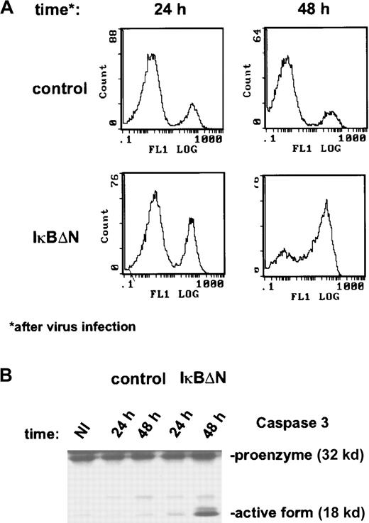 Fig. 2. NF-κB inactivation causes massive spontaneous apoptosis. / (A) Annexin staining was performed with Ad5-control– and Ad5-IκBΔN–infected cells at the indicated time points (see “Materials and methods”). (B) Caspase-3 expression. Whole-cell extracts of noninfected and infected L428 cells were prepared at the indicated time points and analyzed by Western blotting. NI indicates noninfected.