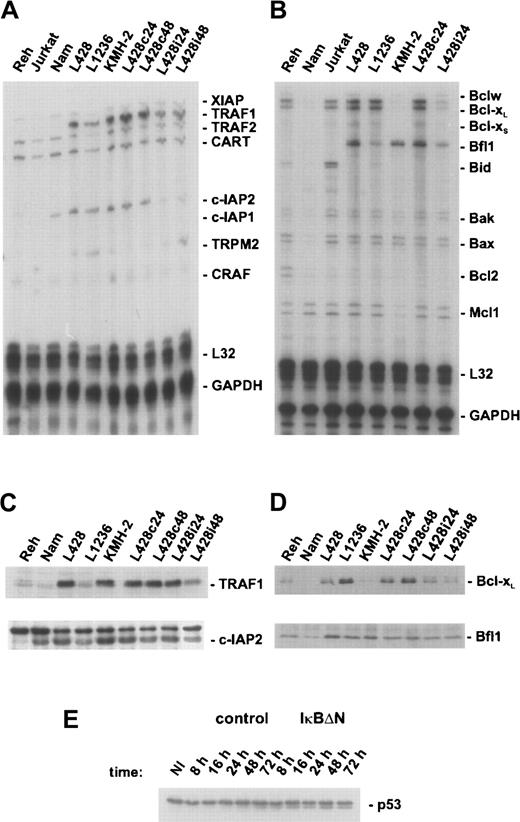 Fig. 4. NF-κB regulates expression of a distinct set of antiapoptotic genes in H/RS cells. / (A) L428 cells were infected with Ad5-control or Ad5-IκBΔN, respectively, and total RNA was prepared 24 hours (L428c24, L428i24) or 48 hours (L428c48, L428i48) after infection. Additionally, RNA was prepared from different control and H/RS cells. The ribonuclease protection assay was performed according to the supplier's instructions (BD Pharmingen). Human apoptosis template set hAPO-5 was labeled with α-32P UTP. A total of 10 μg RNA and 8 × 105 cpm of labeled probes were used for hybridization. (B) Ribonuclease protection assay using human apoptosis template set hAPO-2b was performed as described in panel A. A total of 10 μg RNA and 3 × 106 cpm of labeled probes were used for hybridization. (C) Whole-cell extracts of different control and H/RS cells or infected L428 cells (as indicated) were analyzed by Western blotting with anti-TRAF1 (upper panel) or anti–c-IAP2 (lower panel) antibodies. (D) Whole-cell extracts, as in panel C, were analyzed in Western blots for Bcl-xL (upper panel) or Bfl-1/A1 (lower panel). (E) Expression of p53. Whole-cell extracts of noninfected and infected L428 cells were prepared at the indicated time points and analyzed by Western blotting with anti-p53 antibody. NI indicates noninfected.