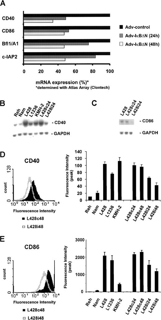 Fig. 6. CD40 and CD86 are NF-κB–dependent target genes. / (A) L428 cells were infected with Ad5-control and Ad5-IκBΔN. RNA was analyzed using Atlas cDNA Array I (Clontech Laboratories). The figure shows a graphic representation of mRNA expression ratios between Ad5-control– and Ad5-IκBΔN–infected cells. (B,C) Total RNA was extracted 24 hours after infection from L428 cells, infected with Ad5-control (L428c24) or Ad5-IκBΔN (L428i24), and from different control and H/RS cell lines. Northern blots were probed with32P-labeled CD40 or CD86 cDNA probes. As a control, the stripped blot was reprobed with a 32P-labeled GAPDH cDNA probe. (D,E) Flow cytometric analysis of surface CD40 or CD86 expression on L428 cells 48 hours after infection with Ad5-control (L428c48) and Ad5-IκBΔN (L428i48) (left panels). Flow cytometric analysis of surface CD40 or CD86 expression on control, various H/RS, and infected L428 cells. The graph represents peak fluorescence intensities of the indicated cell lines (right panels).