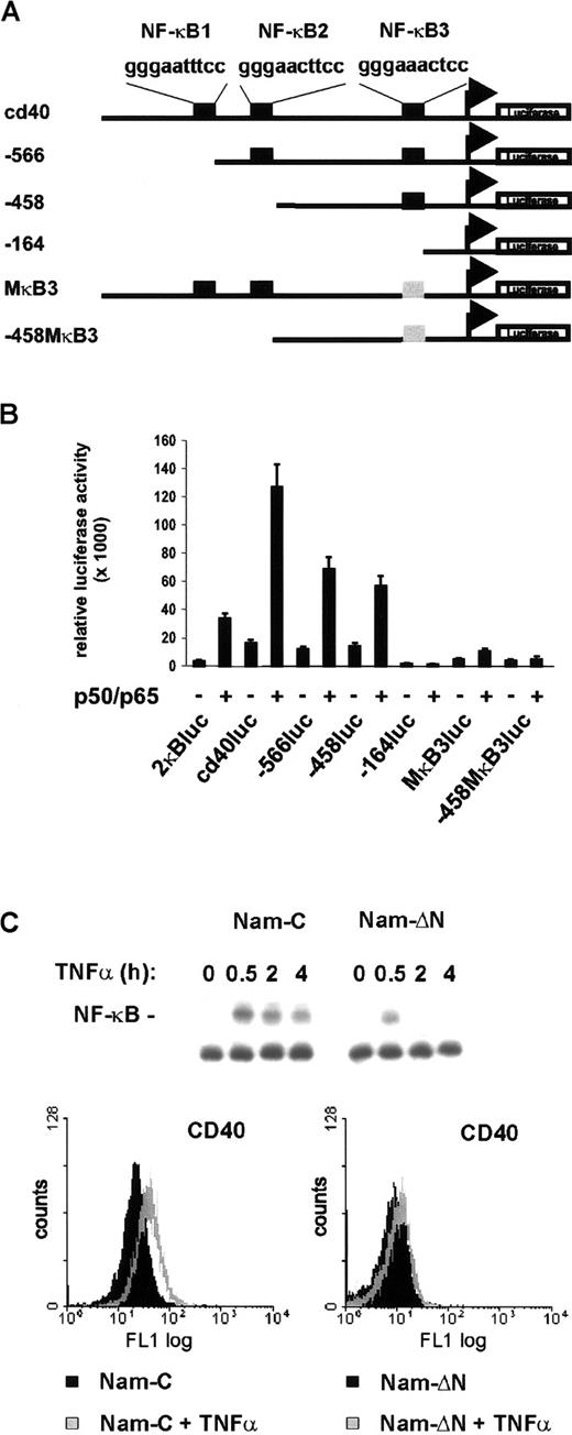 Fig. 7. Transcriptional regulation of the CD40 gene by NF-κB. / (A) Schematic map of the CD40 promoter and mutant constructs. Consensus NF-κB binding sites are designated NF-κB1, NF-κB2, and NF-κB3. Mutant NF-κB3 is shown in gray. The transcriptional start site is indicated corresponding to the previously published mRNA sequence.46 (B) Reporter gene activation. COS-7 cells were transfected with 200 ng of the different reporter constructs and 200 ng of p50/p65 expression constructs or pCDNA3 to give a total of 400 ng; 100 ng pRL-TK was cotransfected in each reaction. Luciferase activity was measured using the Dual-Luciferase Reporter Assay System (Promega). (C) TNF-α stimulates CD40 expression via NF-κB. Control and IκBΔN–transfected Namalwa cells were treated with TNF-α (25 ng/mL). NF-κB DNA binding activity in whole-cell extracts was determined by EMSA (upper panel). Flow cytometric analysis of surface CD40 expression. Cells were either untreated or treated for 20 hours with TNF-α (lower panels).